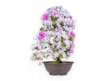 Bonsaï d'azalée de 77 cm | Pot rond en grès