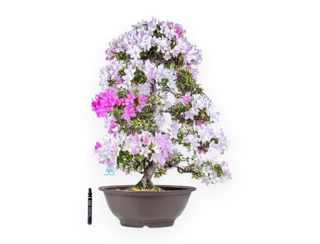 Azalea-bonsai van 77 cm | Ronde pot van steengoed