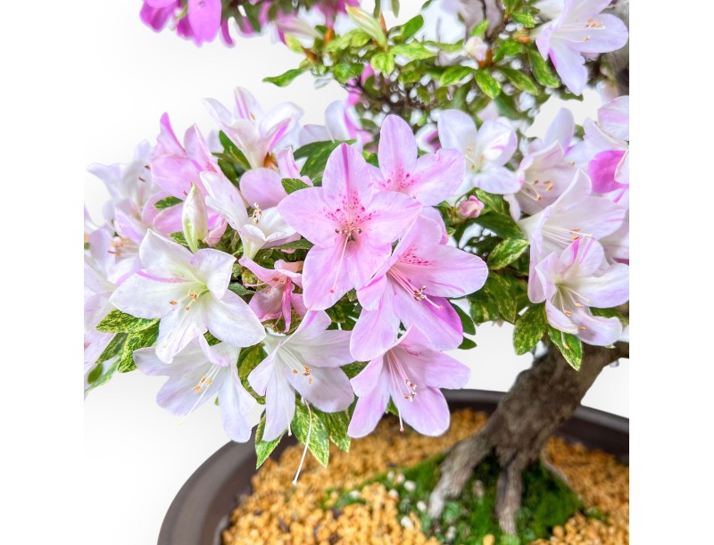 Azalea-bonsai van 77 cm | Ronde pot van steengoed