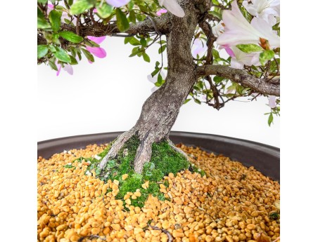 Azalea-bonsai van 77 cm | Ronde pot van steengoed
