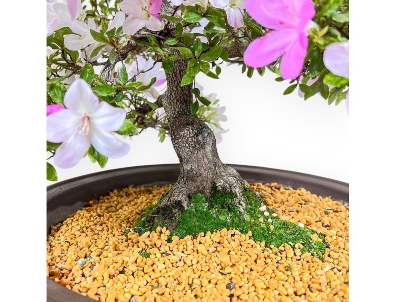 Bonsaï d'azalée de 77 cm | Pot rond en grès