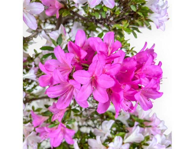 Azalea-bonsai van 77 cm | Ronde pot van steengoed