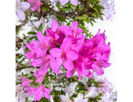 Azalea-bonsai van 77 cm | Ronde pot van steengoed