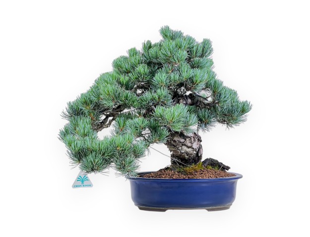 Bonsaï de Pinus Pentaphylla de 45 cm | Pot ovale bleu