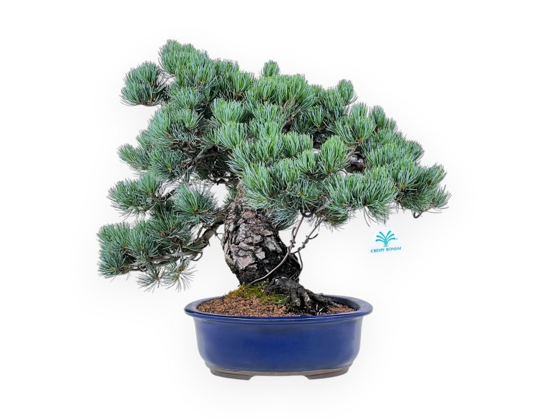 Bonsai von Pinus Pentaphylla von 45 cm | Oval blau Topf