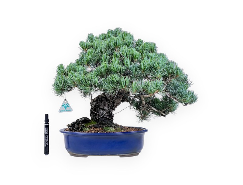 Bonsai von Pinus Pentaphylla von 45 cm | Oval blau Topf