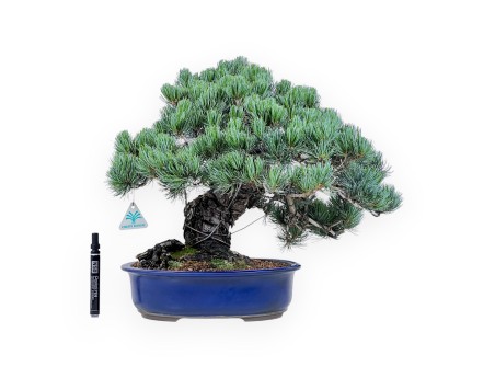 Bonsái de Pinus Pentaphylla de 45 cm | Maceta oval azul