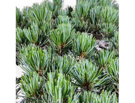 Bonsái de Pinus Pentaphylla de 45 cm | Maceta oval azul