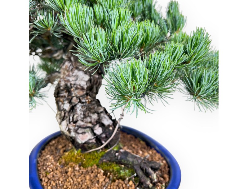 Bonsai van Pinus Pentaphylla van 45 cm | Blauw ovaal pot