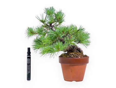 Bonsai von Pinus Pentaphylla %separator% %category%