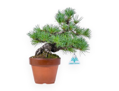 Bonsai von Pinus Pentaphylla %separator% %category%