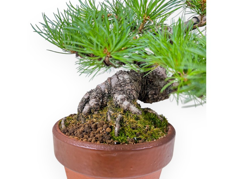 Bonsái de Pinus Pentaphylla %separator% %category%