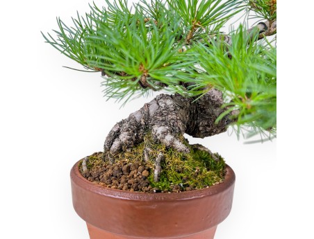 Bonsai of Pinus Pentaphylla %separator% %category%