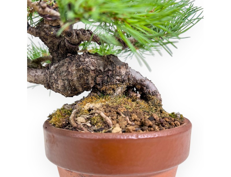 Bonsai of Pinus Pentaphylla %separator% %category%