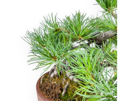 Bonsái de Pinus Pentaphylla %separator% %category%