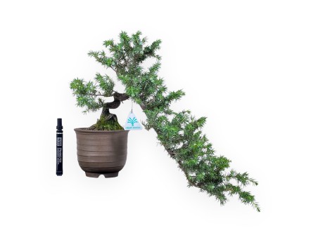 Bonsai van %brand% - Jeneverbes %separator% %category%