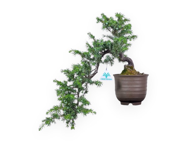 Bonsai von %brand% – Wacholder %separator% %category%
