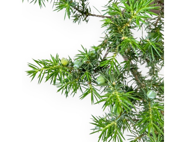Bonsai di %brand% - Ginepro %separator% %category% 2