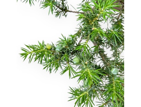 Bonsai di %brand% - Ginepro %separator% %category%