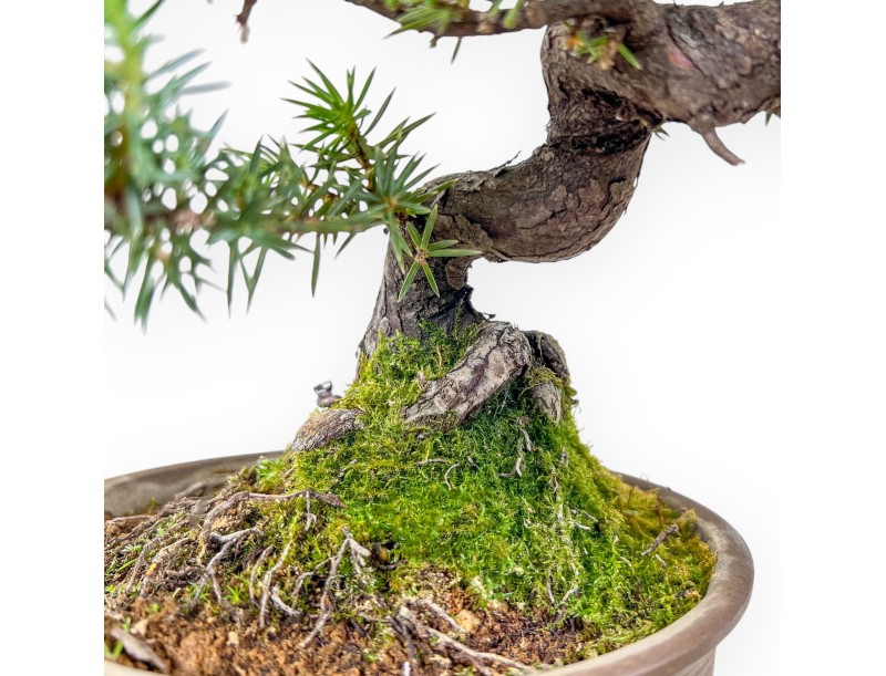 %brand% Bonsai - Juniper %separator% %category%