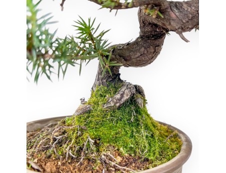 Bonsai von %brand% – Wacholder %separator% %category%