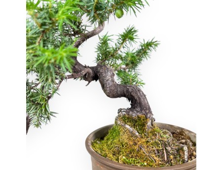 Bonsai di %brand% - Ginepro %separator% %category%