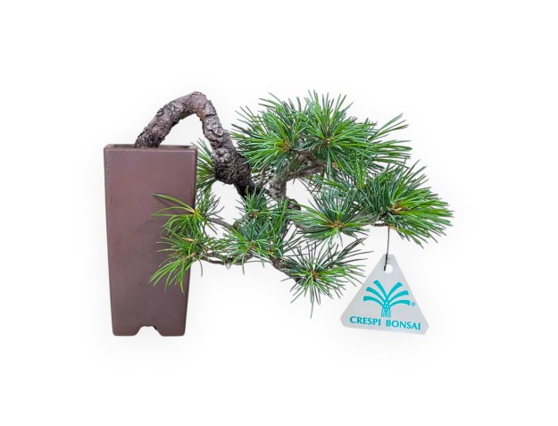 Bonsái de Pinus pentaphylla %separator% %category%