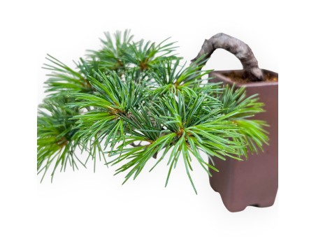 Bonsaï de Pinus pentaphylla %separator% %category%