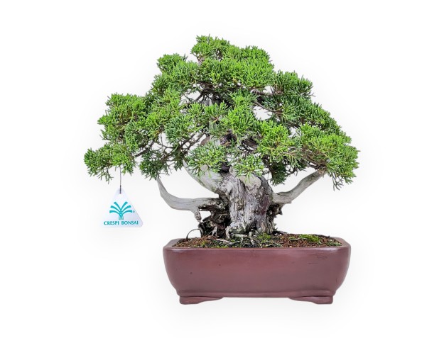 Bonsai di ginepro da 30 cm %separator% %category%