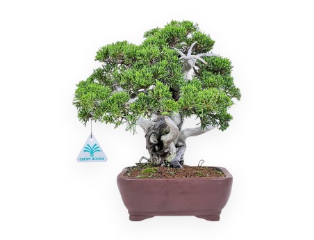 Jeneverbesbonsai van 30 cm %separator% %category%