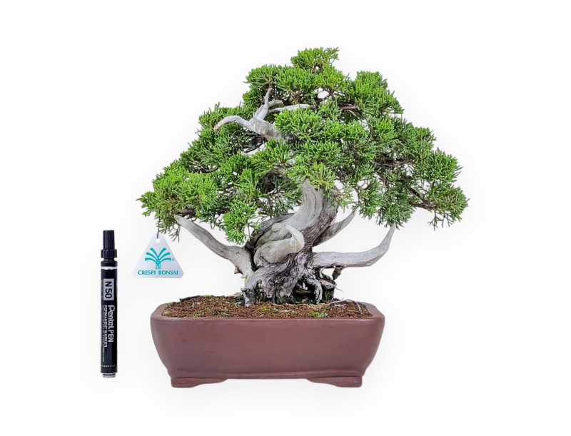Jeneverbesbonsai van 30 cm %separator% %category%