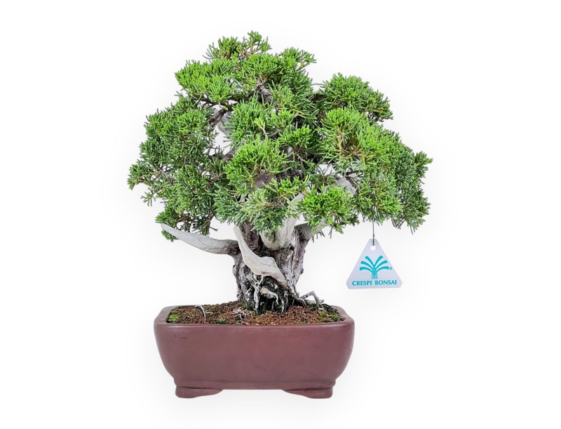Bonsai di ginepro da 30 cm %separator% %category%