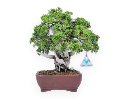 30 cm juniper bonsai %separator% %category%