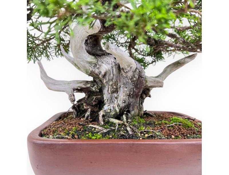 30 cm juniper bonsai %separator% %category%
