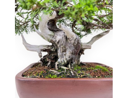 30 cm juniper bonsai %separator% %category%