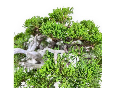 30 cm juniper bonsai %separator% %category%