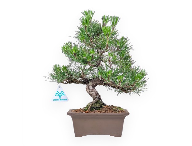 Bonsai van Pinus thunbergii %separator%%category%