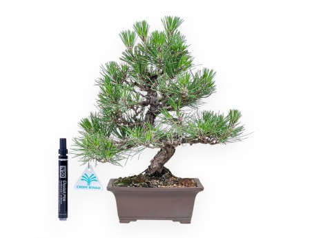Bonsai van Pinus thunbergii %separator%%category%