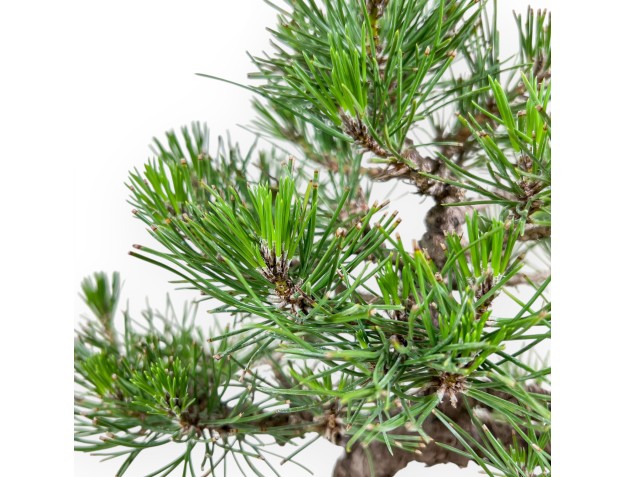 Bonsai der Art Pinus thunbergii %separator%%category% 2