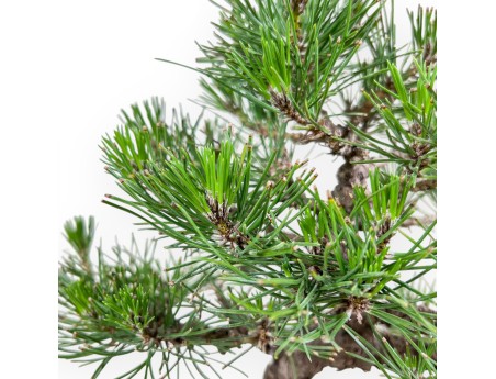 Pinus thunbergii bonsai %separator%%category%