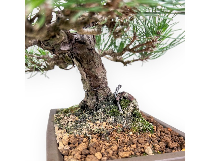 Bonsái de Pinus thunbergii %separator%%category%