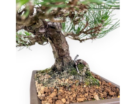 Bonsai van Pinus thunbergii %separator%%category%