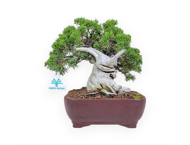 Bonsaï de genévrier de 24 cm %separator% %category%