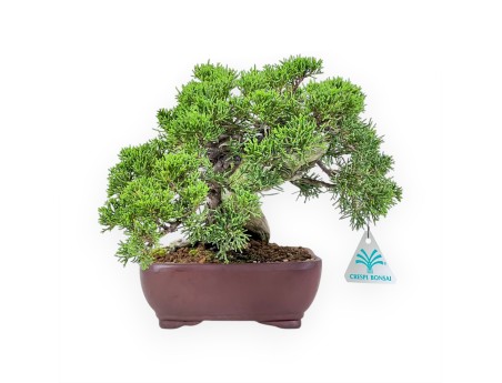 Bonsaï de genévrier de 24 cm %separator% %category%