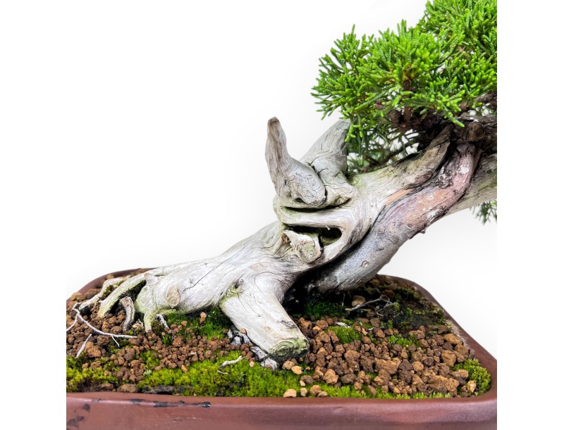 24 cm großer Wacholder-Bonsai %separator% %category%