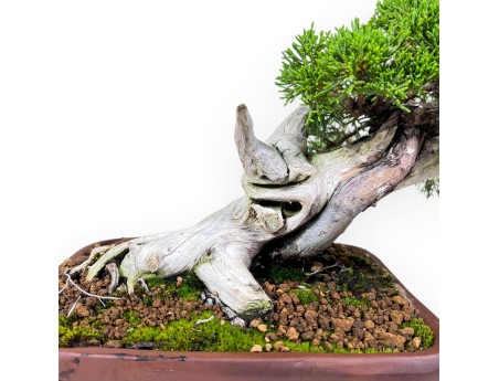 Jeneverbesbonsai van 24 cm %separator% %category%