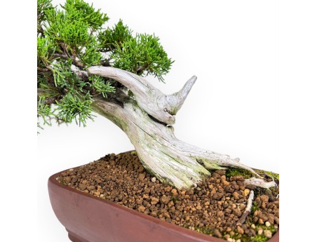 24 cm großer Wacholder-Bonsai %separator% %category%