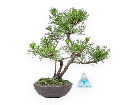 Bonsai van Pinus thunbergii %separator%%category%