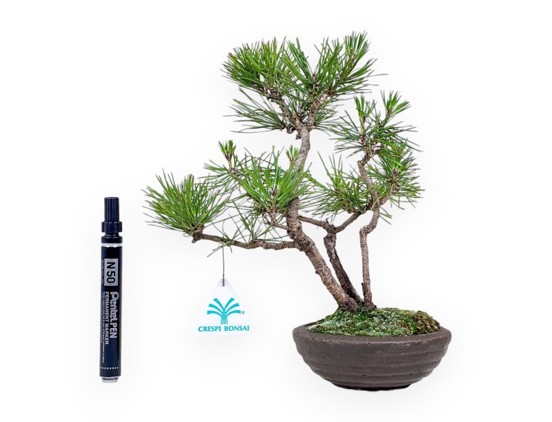 Bonsai di Pinus thunbergii %separator%%category%