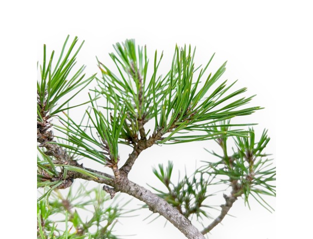 Bonsái de Pinus thunbergii %separator%%category% 2